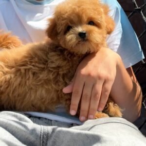 Toffee