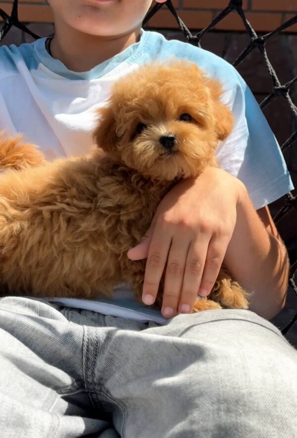 Toffee