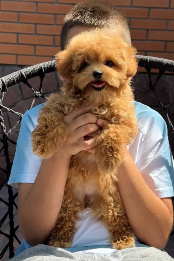 Toffee - Image 2