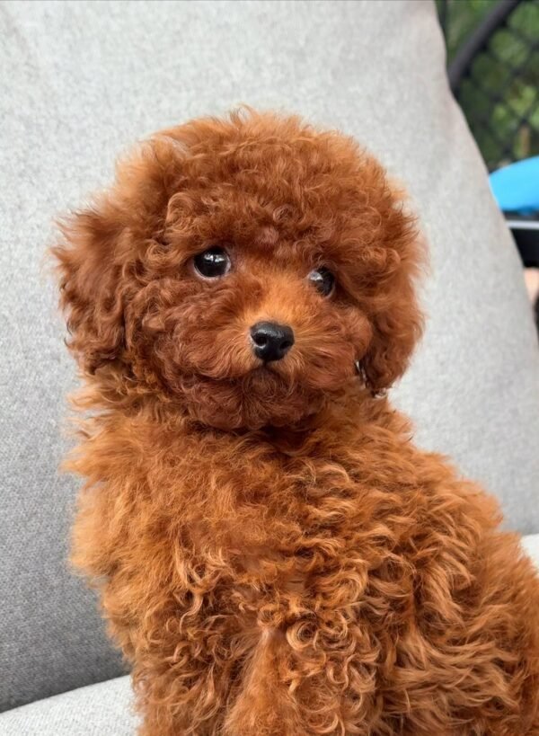 Copper