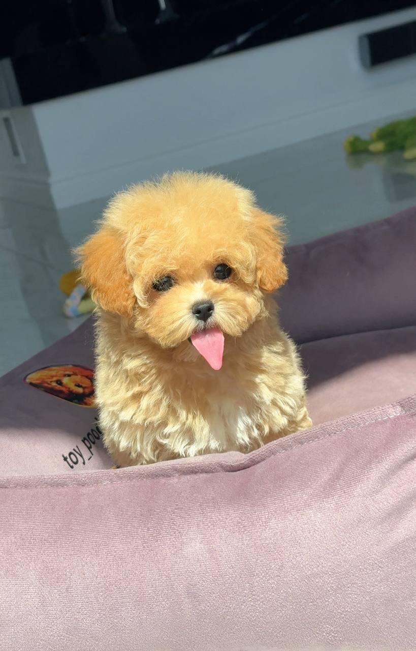 Tawny