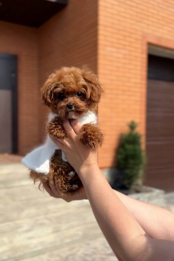 Rosie