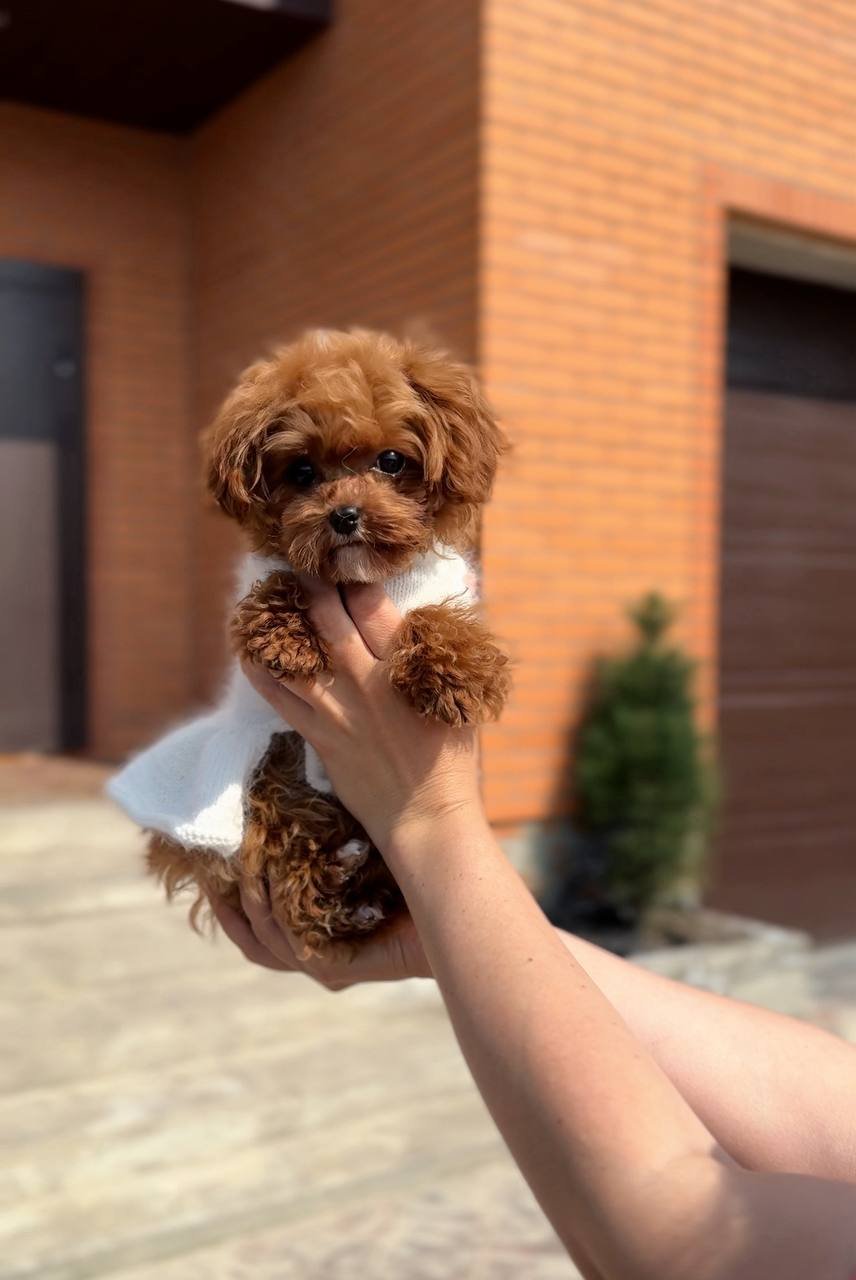 Rosie