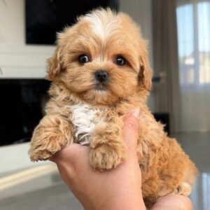 Caramel
