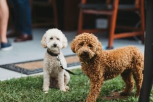 Two adorable poodles enjoying the outdoors in Maitland, NSW, Australia.